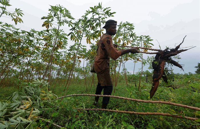 A farmer holds harvested cassava on a farm in Oyo, Nigeria. Source: Reuters/Temilade Adelaja