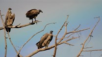 Vultures are seen on branches against a rainbow background in Tanzania in this undated handout image. Courtesy of North Carolina Zoo/Handout via Reuters