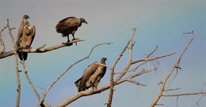 Vultures are seen on branches against a rainbow background in Tanzania in this undated handout image. Courtesy of North Carolina Zoo/Handout via Reuters