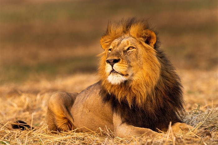 An eight-year-old male African lion rests on the plains of Kafue National Park, Zambia, 19 September 2020. Courtesy of Sebastian Kennerknecht/Handout via Reuters