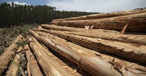 New sustainability report reveals forestry's positive impact on global environment