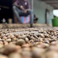 Slump in global cashew demand pushes Ivory Coast industry to verge of collapse