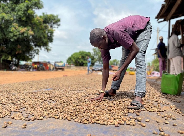 Drissa Dembele, a farmer and buyer of raw cashew, checks unshelled nuts that were spreaded out to dry, in his courtyard in Katiola, Ivory Coast, May 27, 2023. REUTERS/Ange Aboa
