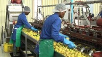 Source © IOL  Once again Tiger Brands will extend operations at its deciduous fruit business Langeberg & Ashton Foods (L&AF) for a further season