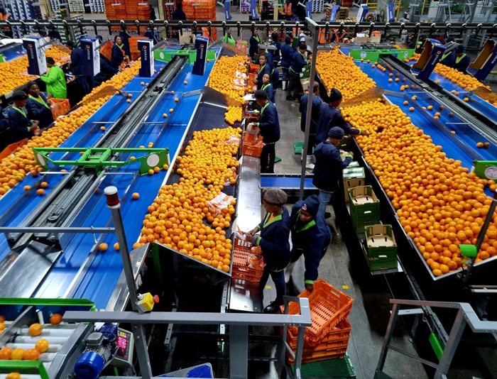 ClemenGold mandarins at the Twypack packhouse. Source: Supplied
