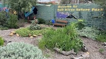The Nature Park on the corner of Fenton Road and Pope Street in Salt River was the first garden started by Neighbourhood Gardens. Photos: Matthew Hirsch / GroundUp