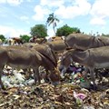 Researchers to investigate plastic ingestion in Kenya's livestock, working animals
