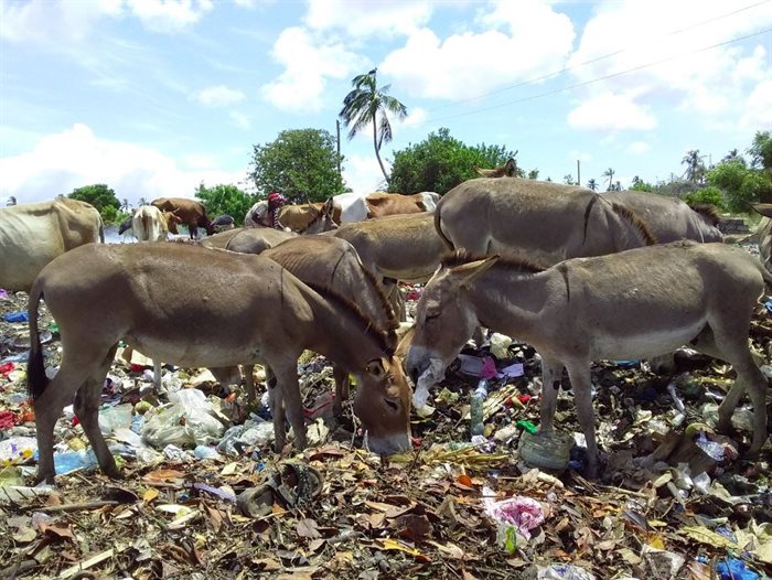 Livestock in Lamu grazing on plastic waste. Credit: University of Portsmouth