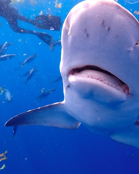 Immerse yourself in the world of underwater superheroes at National Geographic's annual Sharkfest this July