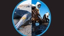 Wildtrust develops oil spill model for SA risk assessment