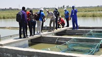 WorldFish, Norway collaborate on climate-smart aquaculture tech in Egypt