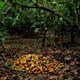 Cocoa prices hit highest in 12 years in New York
