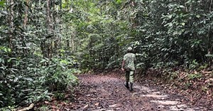 Source: Reuters. A view shows an ecoguard walking on a path in the Arboretum Raponda Walker during a press visit of this protected forest aera on the eve of the opening of the One Forest Summit in Libreville, Gabon, February 28, 2023.