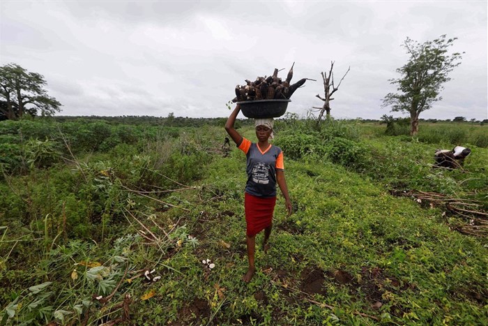 FILE PHOTO: A farmer carries a basin of cassava after a harvest on a farm in Oyo, Nigeria May 18, 2023. REUTERS/Temilade Adelaja