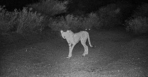 The camera trap image that caused all the excitement: the first recorded cheetah in Djibouti for more than three decades. Photo: HawkWatch International