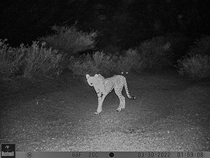The camera trap image that caused all the excitement: the first recorded cheetah in Djibouti for more than three decades. Photo: HawkWatch International