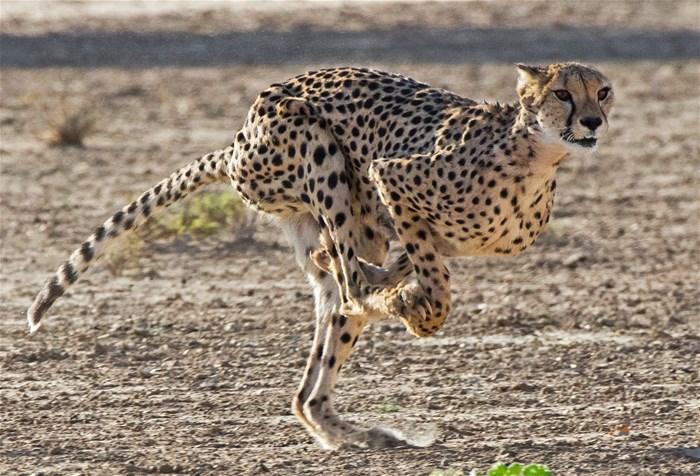 A cheetah in full flight in the Kgalagadi Transfrontier Park. Photo: John Yeld