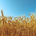 UAE, Egypt sign $500m wheat deal