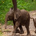 World Elephant Day 2023: How can we help our elephants?