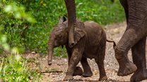 World Elephant Day 2023: How can we help our elephants?