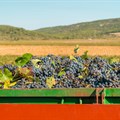 Tides are turning for SA's wine industry, despite challenges