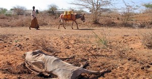 File photo: A Somali herdsman walks with his donkey past a rotting carcass in Garbaharey, southern Somalia, 23 January 2006. Reuters/David Mwangi/File Photo