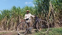 South Africa's sugar cane industry supports thousands of households. Source: Mehmet Turgut Kirkgoz/Pexels