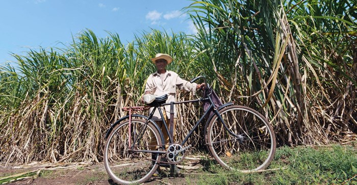 South Africa's sugar cane industry supports thousands of households. Source: Mehmet Turgut Kirkgoz/Pexels