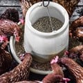 Chicken feed is one of the rising costs of farming. Source: Arisa Chatasa/Unsplash