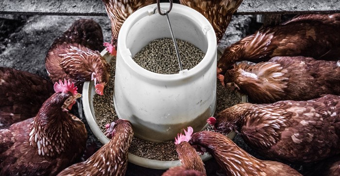 Chicken feed is one of the rising costs of farming. Source: Arisa Chatasa/Unsplash