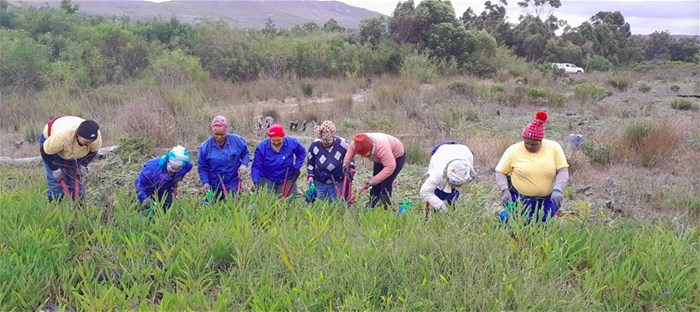 Princess and her biodiversity team restoring Elim Ferricrete fynbos