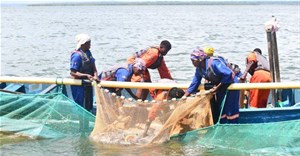 Women shatter gender barriers in Uganda's fish farming industry