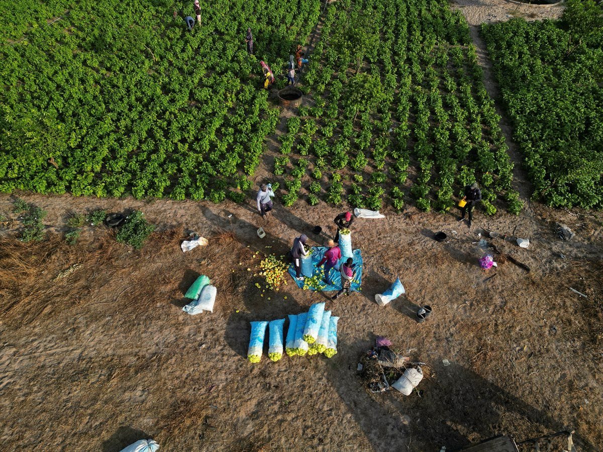 Men load freshly harvested eggplants on a field of farmer Mor Kabe, on the outskirts of Notto Gouye Diama village, Thies region, Senegal, January 24, 2023. REUTERS/Zohra Bensemra/File Photo