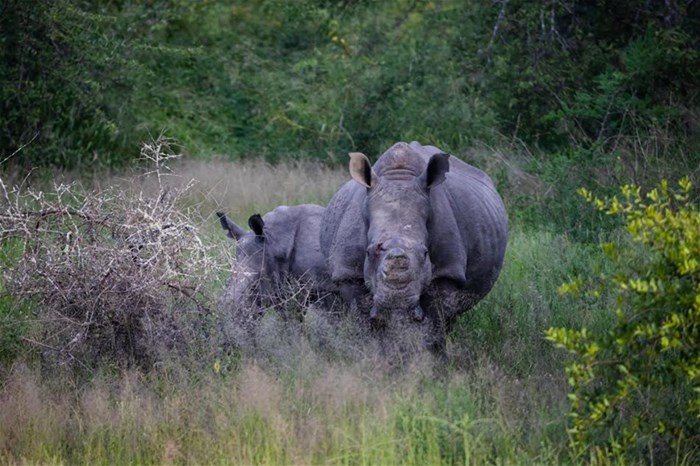 2023 State of the Rhino on World Rhino Day: EcoTraining supports all efforts to save our rhinos