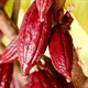 Farmers plant more cocoa outside Africa as prices rally