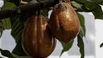 Cocoa prices are surging: West African countries should seize the moment to negotiate a better deal for farmers