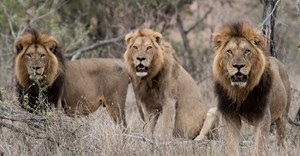 Lion protection fee paid by tourists could help stop trophy hunting - South African study