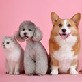 Woolworths introduces pet insurance offering, WPetInsure