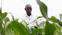 Kenyan court throws out challenge aimed at blocking GM crops