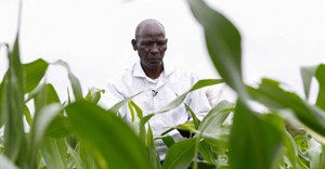 Kenyan court throws out challenge aimed at blocking GM crops