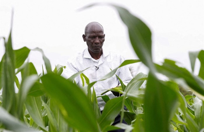 Samuel Wathome 65, a small-scale farmer inspects his crop at his maize farm where he plants indigenous seeds at Kyeleni village of Machakos, Kenya December 13, 2022. REUTERS/Monicah Mwangi/File Photo