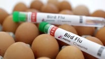 Mozambique reports bird flu outbreak on laying hen farm