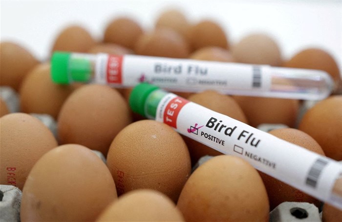 Test tubes labelled &quot;Bird Flu&quot; and eggs are seen in this picture illustration, 14 January 2023. REUTERS/Dado Ruvic/Illustration/File Photo