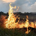 Fire-smart farming: How the crops we plant could help reduce the risk of wildfires on agricultural landscapes