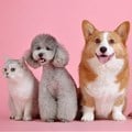 Woolworths to acquire majority shares of Absolute Pets