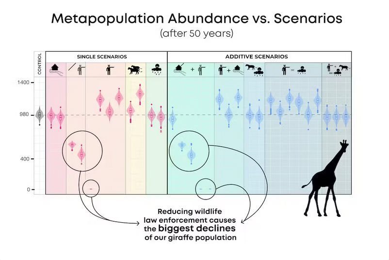 Abundance after 50 years measures relative extinction risk of a simulated giraffe metapopulation. The greatest risk of population declines and extinction for giraffes is caused by a reduction in wildlife law enforcement.