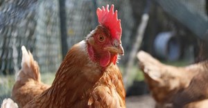 Bird flu could be eradicated by editing the genes of chickens - our study shows how
