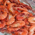 Consumers encouraged to embrace frozen seafood due to affordability, longer shelf life
