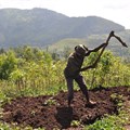 Climate change and farming: Economists warn more needs to be done to adapt in sub-Saharan Africa