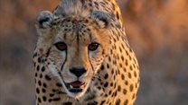 Bateleur supports International Cheetah Day, shining spotlight on conservation and tracker upliftment